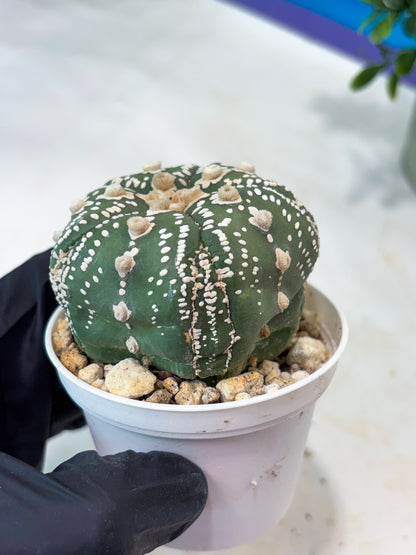 Astrophytum 5-Rib (T11) (g1) | Imported From Taiwan