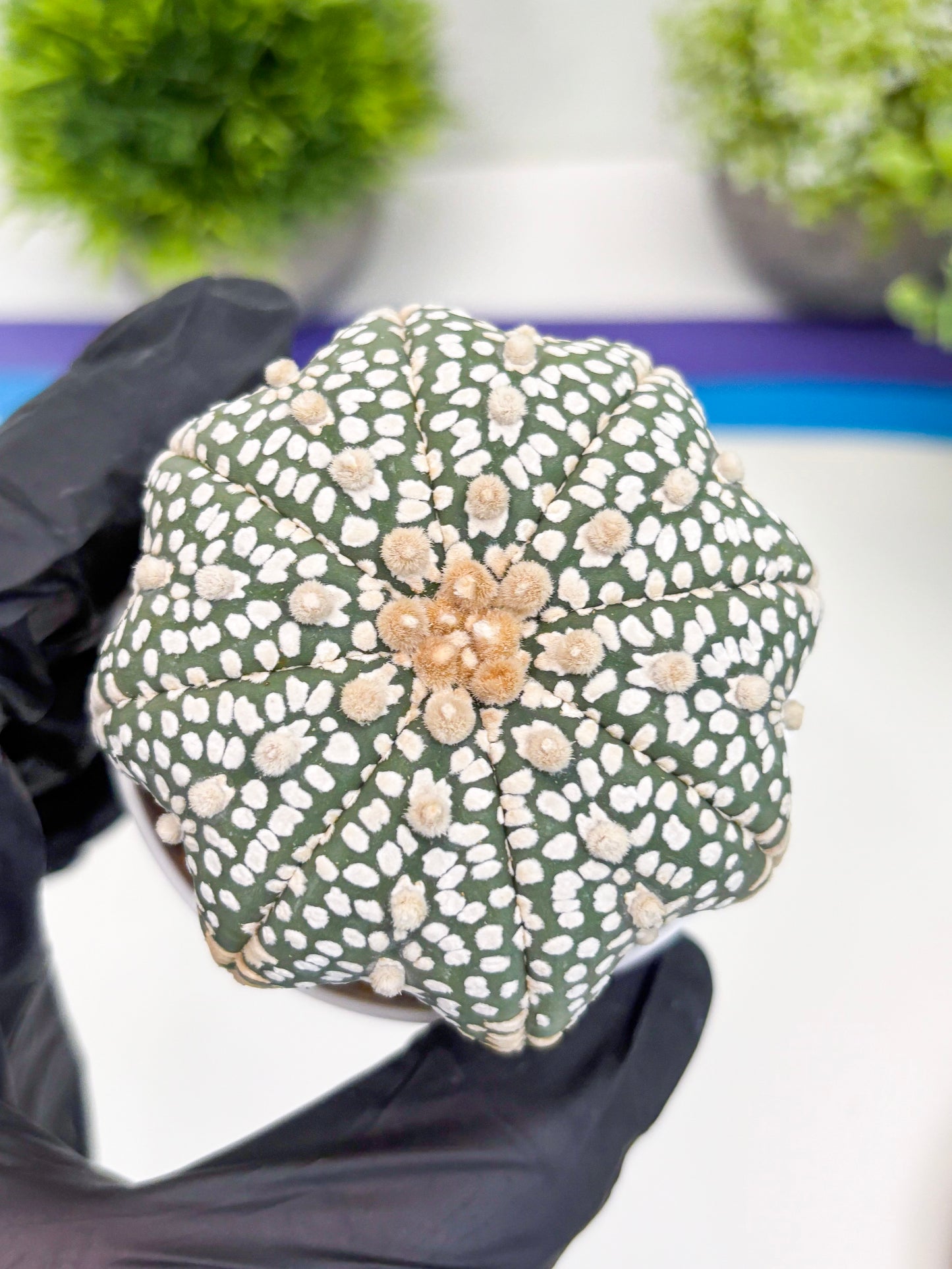 Astrophytum Super Kabuto (t7) (p3) | Imported Plants | 3" Pot