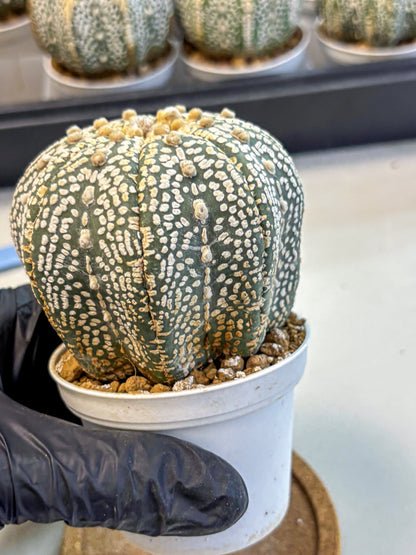 Astrophytum Super Kabuto (at10) (17) | sand dollar cactus