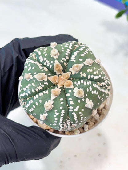 Astrophytum 5-Rib (T11) (g1) | Imported From Taiwan