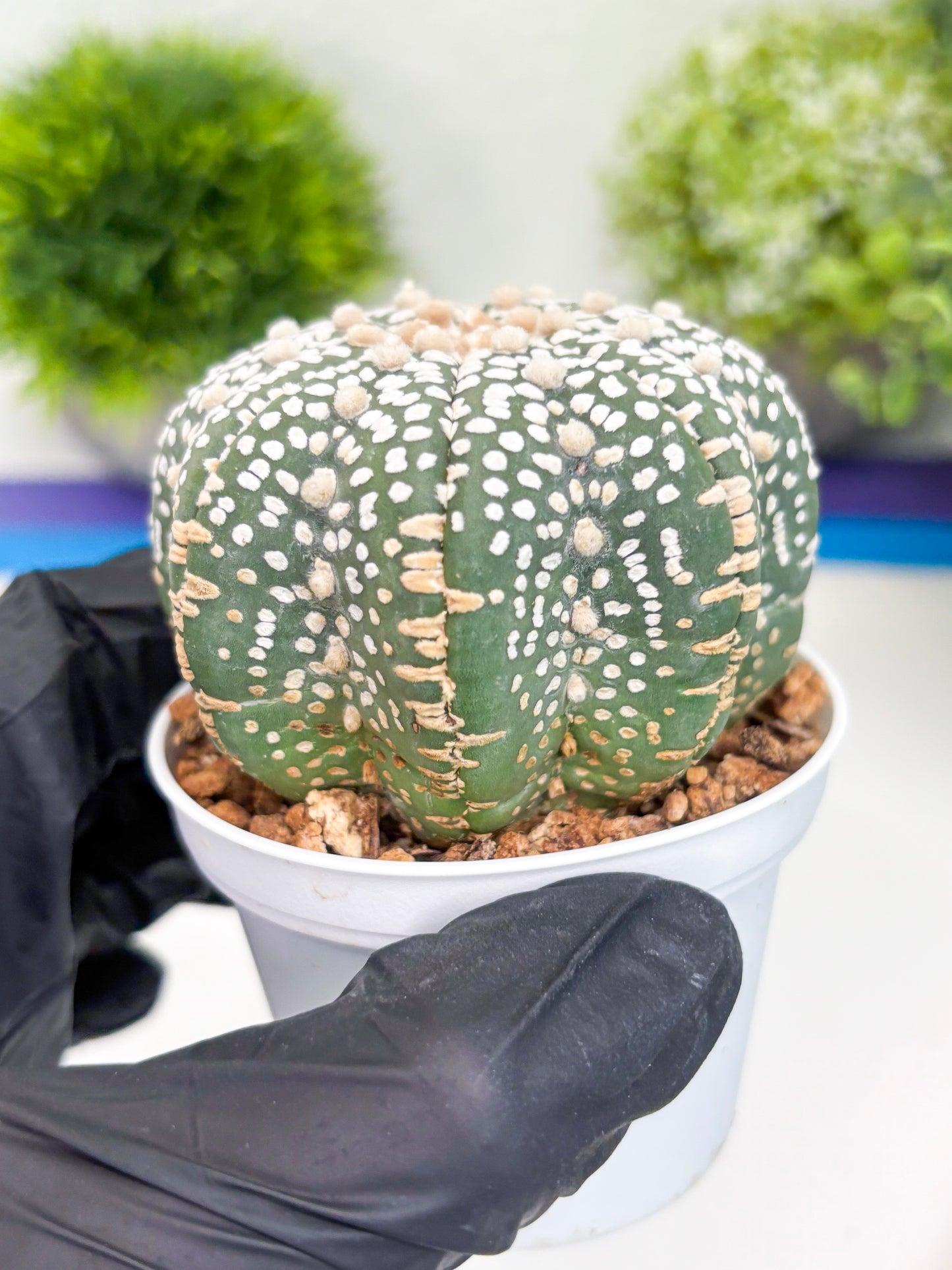 Astrophytum Super Kabuto (t7) (p3) | Imported Plants | 3" Pot