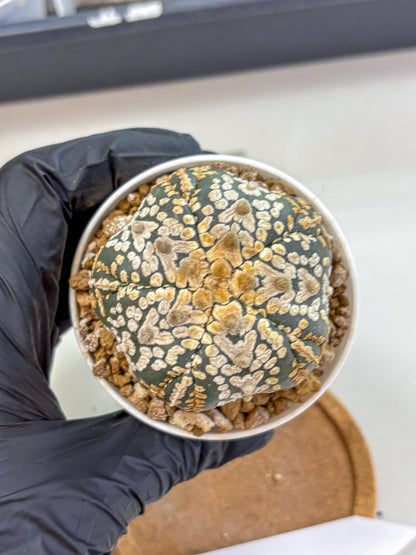 Astrophytum Fukuryu (at8) (16) | Rare Plant | Succulent Cactus