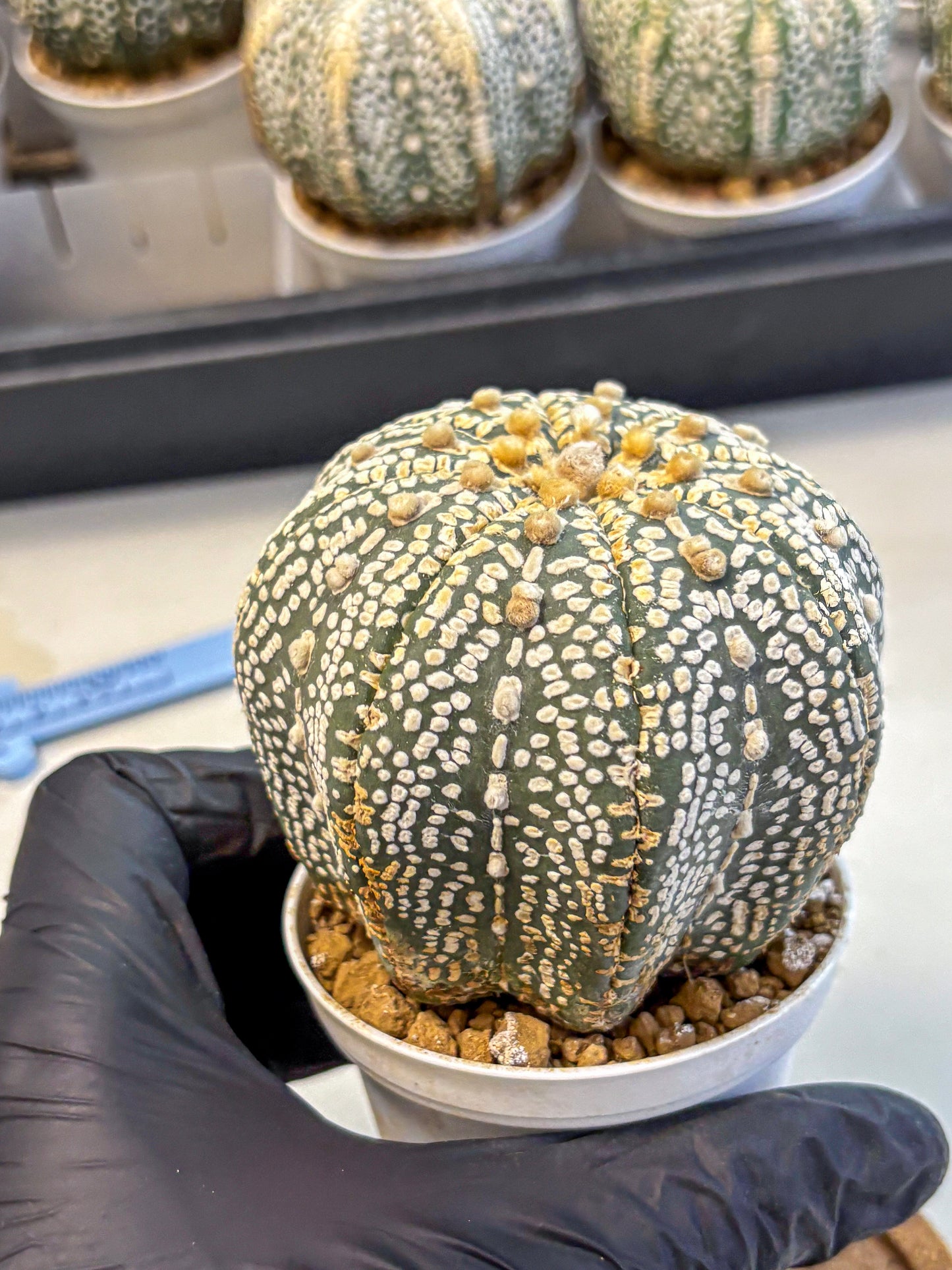 Astrophytum Super Kabuto (at10) (17) | sand dollar cactus