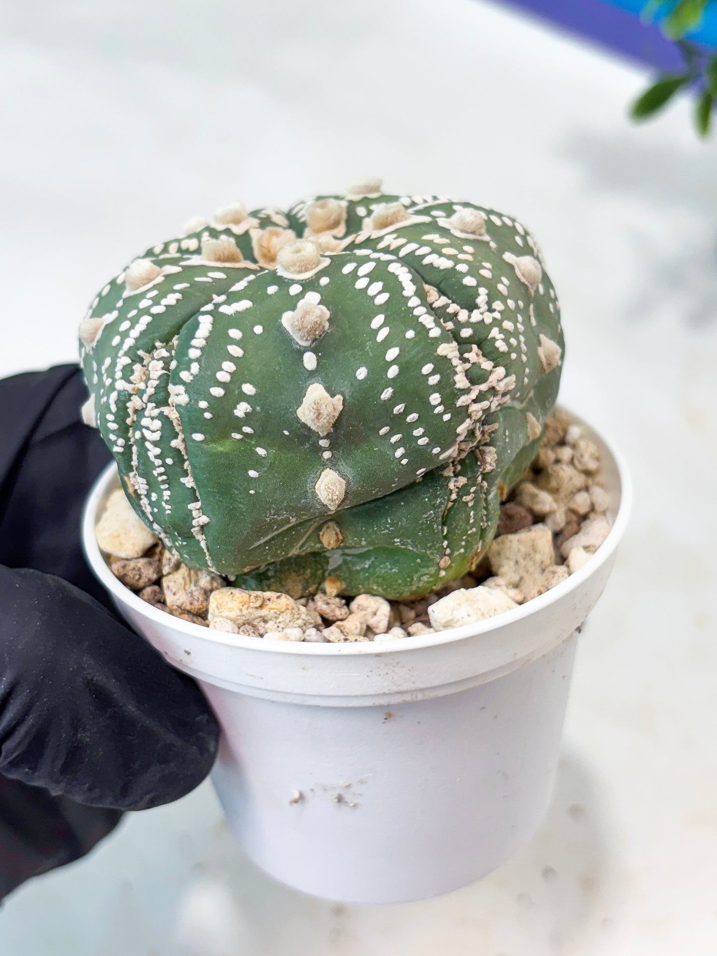 Astrophytum 5-Rib (T11) (g1) | Imported From Taiwan