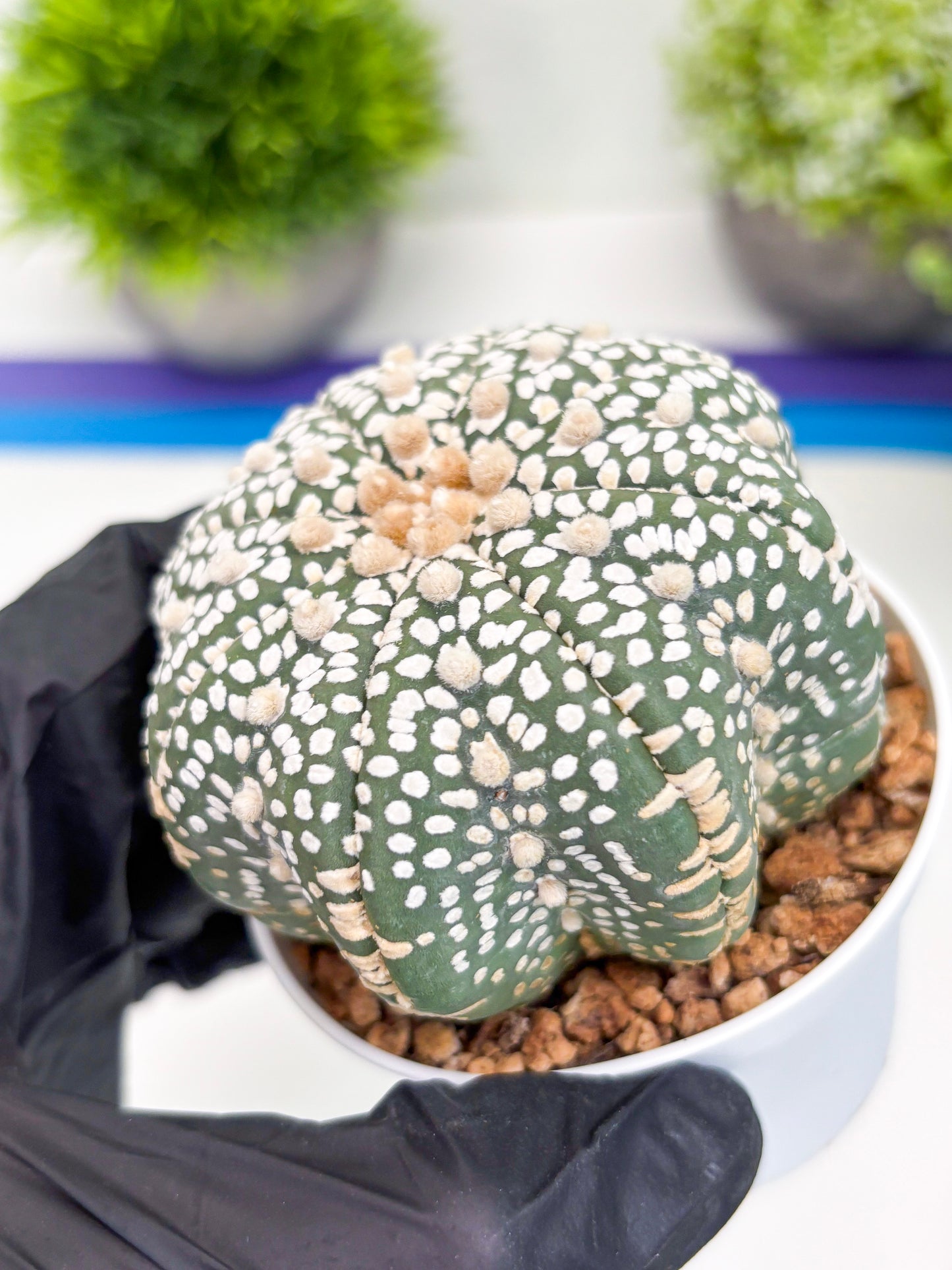 Astrophytum Super Kabuto (t7) (p3) | Imported Plants | 3" Pot