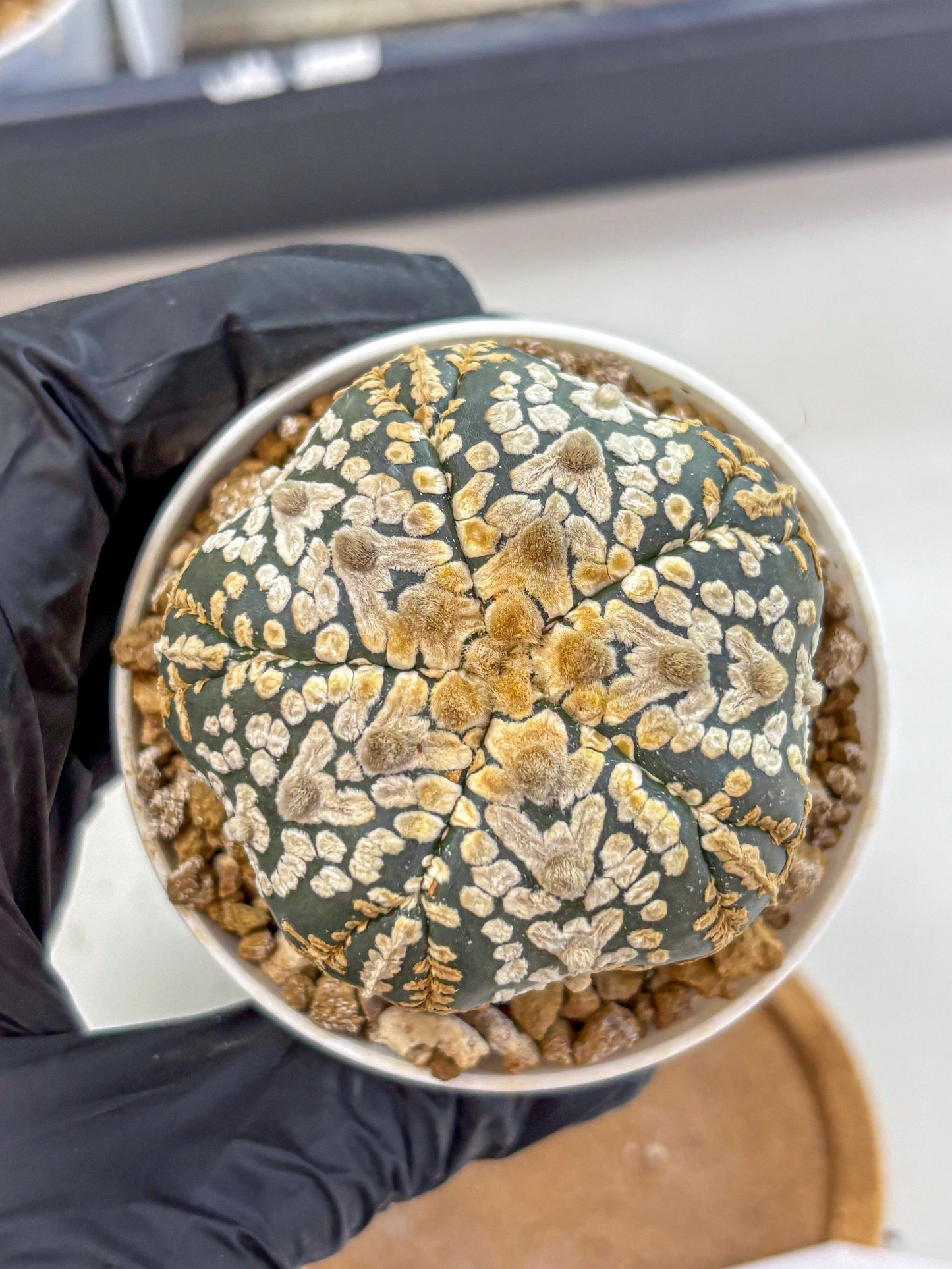 Astrophytum Fukuryu (at8) (16) | Rare Plant | Succulent Cactus