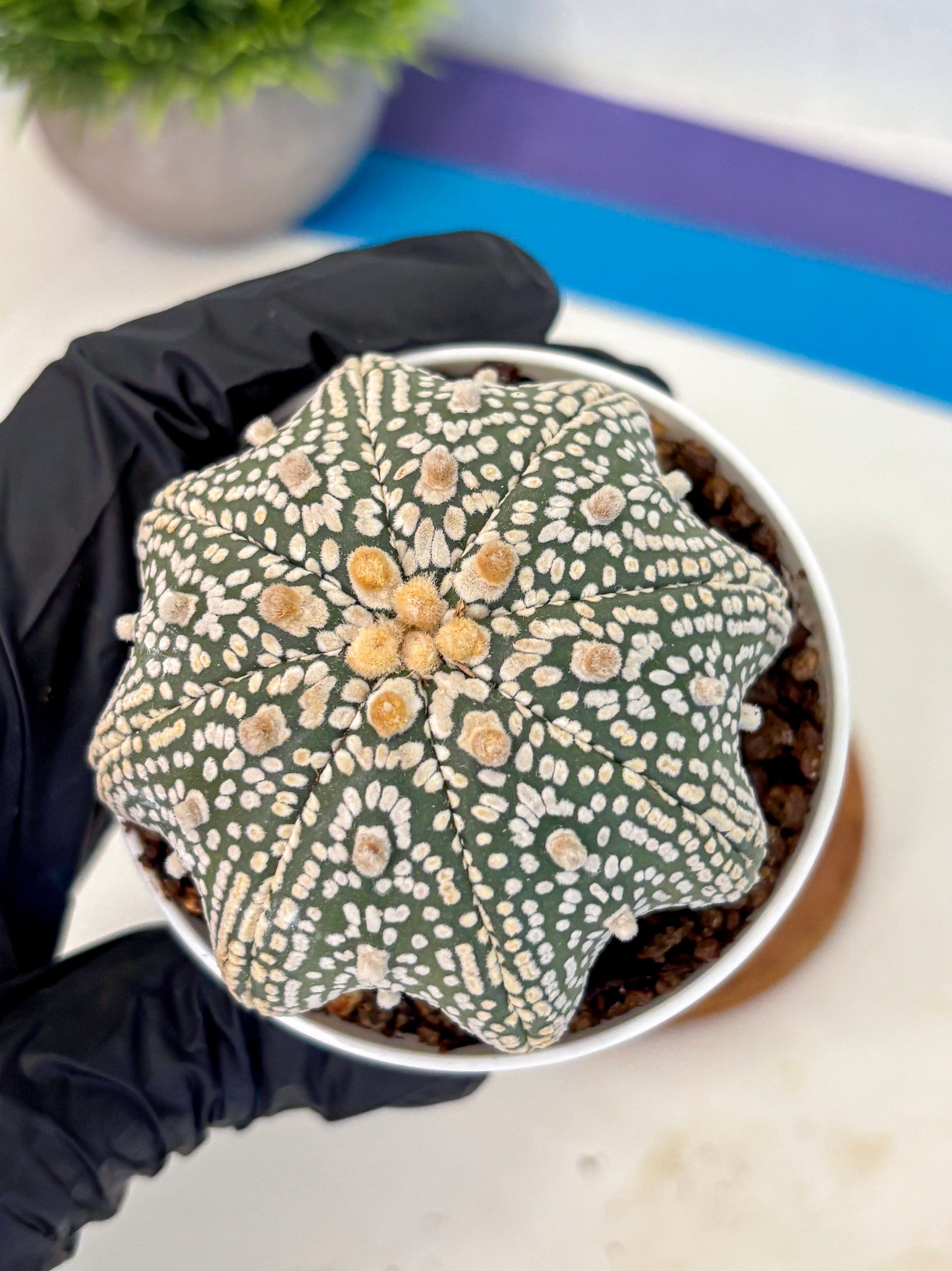 Astrophytum V Type (at5) (05) |  Sea urchin cactus