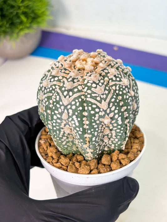 Astrophytum V-Type (at5) (p4) | Rare imported Plant