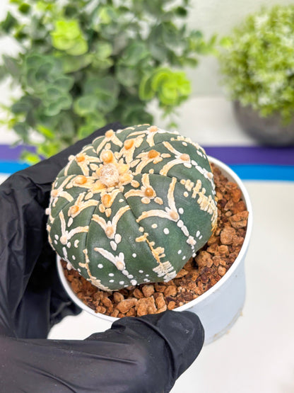Astrophytum Super Kabuto V Type (T4) (y5) | Las Vegas Seller | 3" Pot