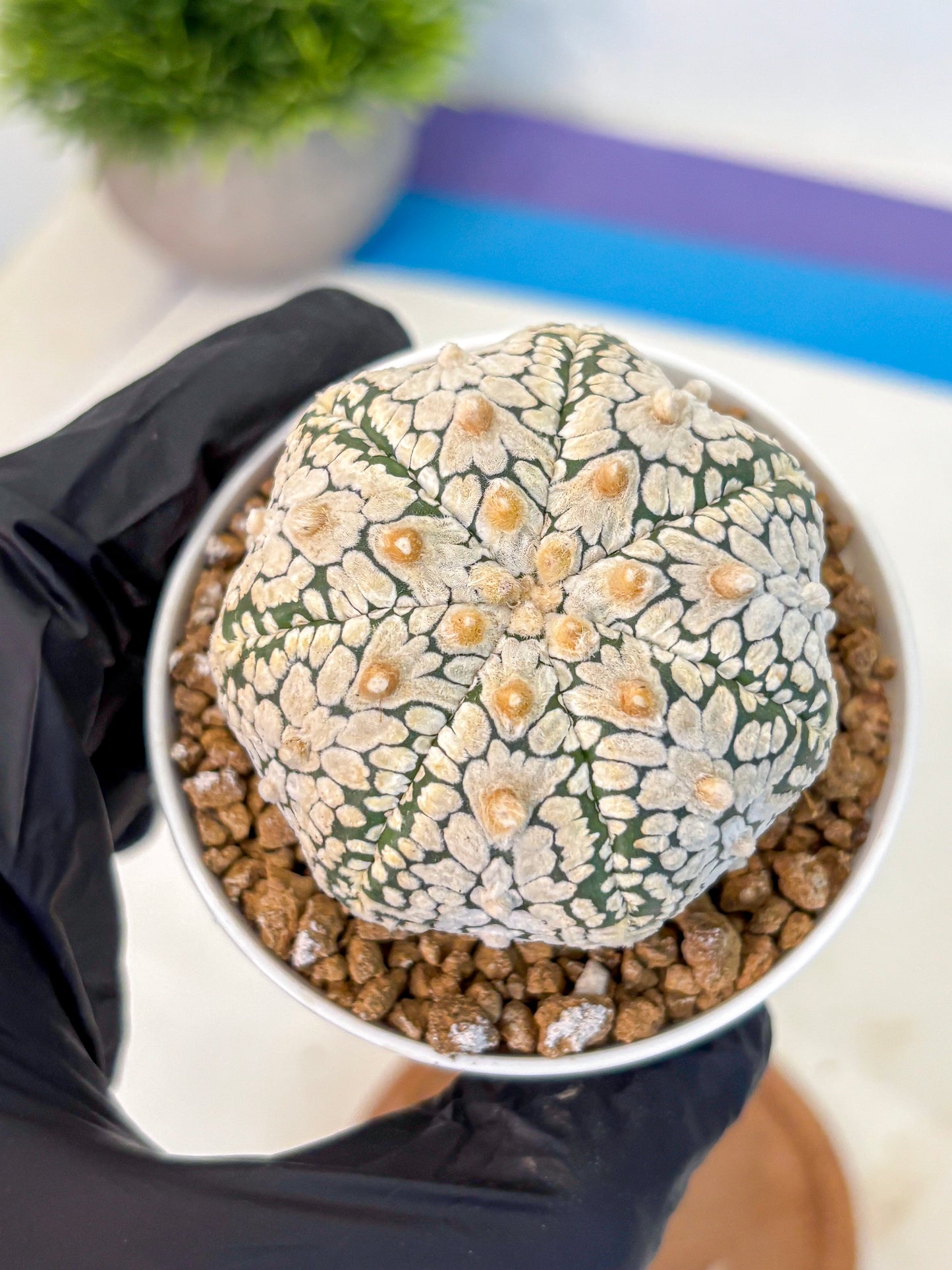 Astrophytum V Type (at2) (05) | Live Plant | Rare Collection