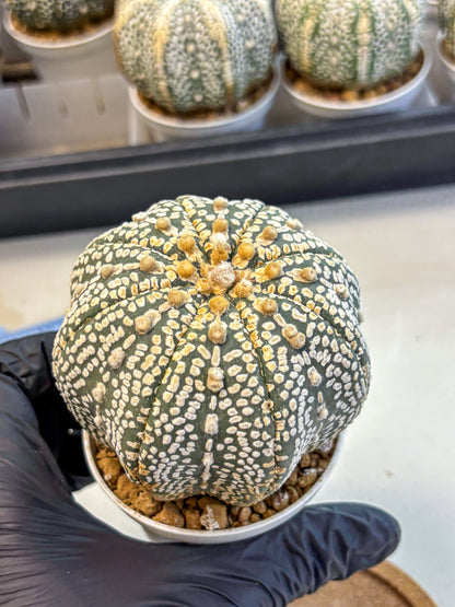 Astrophytum Super Kabuto (at10) (17) | sand dollar cactus