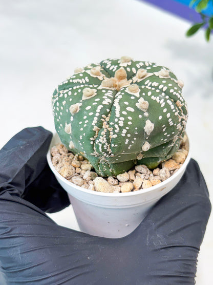 Astrophytum 5-Rib (T11) (g1) | Imported From Taiwan