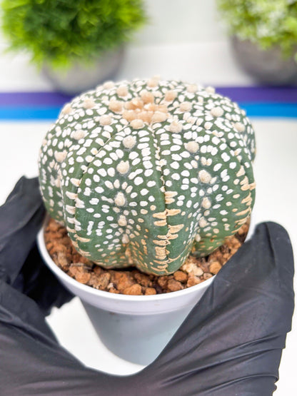 Astrophytum Super Kabuto (t7) (p3) | Imported Plants | 3" Pot