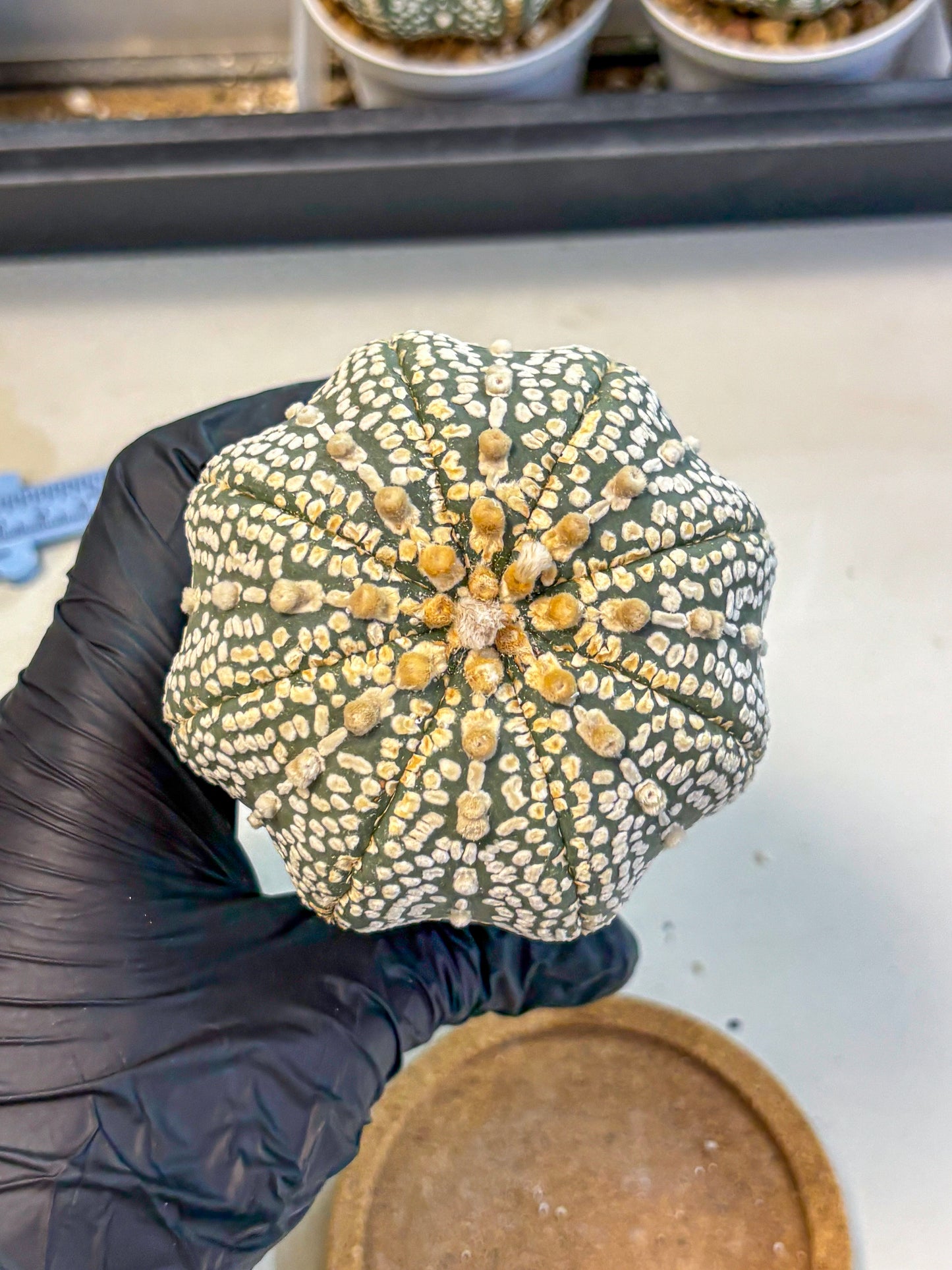Astrophytum Super Kabuto (at10) (17) | sand dollar cactus