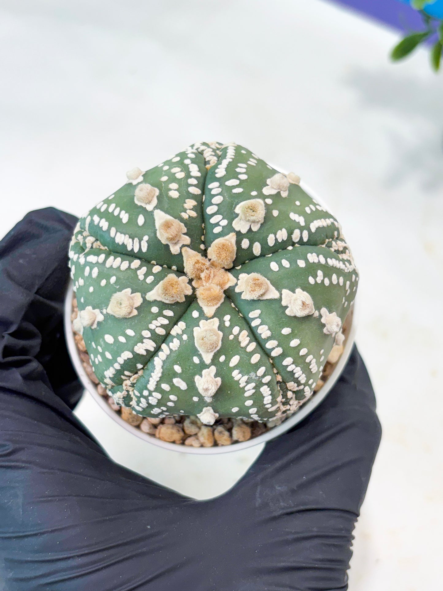 Astrophytum 5-Rib (T11) (g1) | Imported From Taiwan