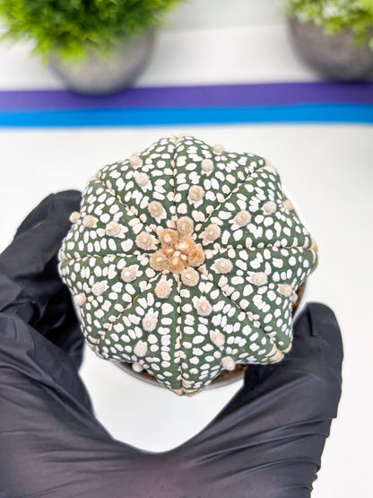 Astrophytum Super Kabuto (t7) (p3) | Imported Plants | 3" Pot