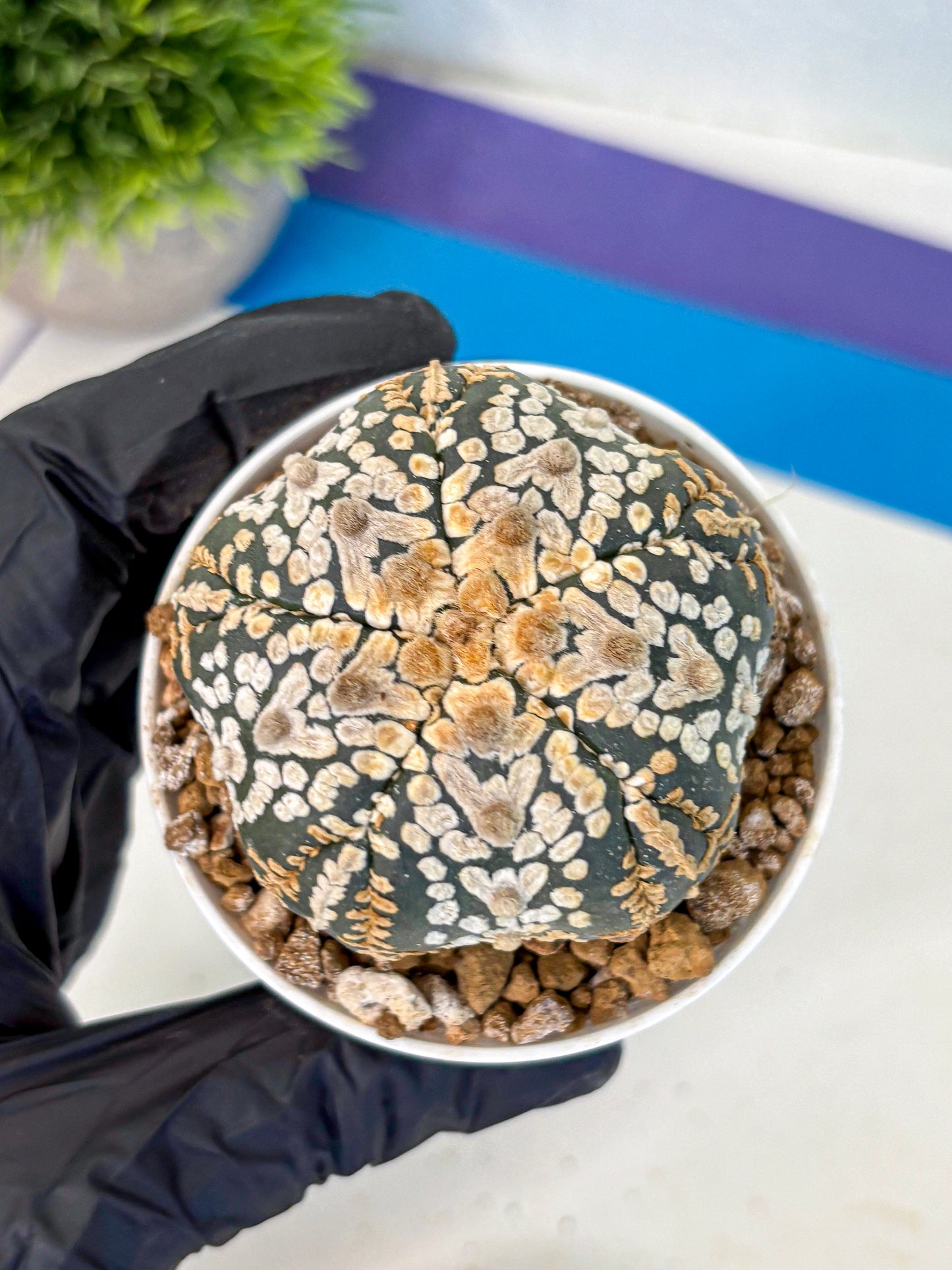 Astrophytum Fukuryu (at8) (16) | Rare Plant | Succulent Cactus