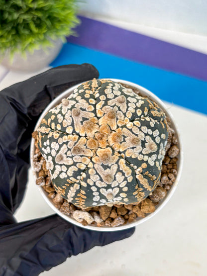 Astrophytum Fukuryu (at8) (16) | Rare Plant | Succulent Cactus
