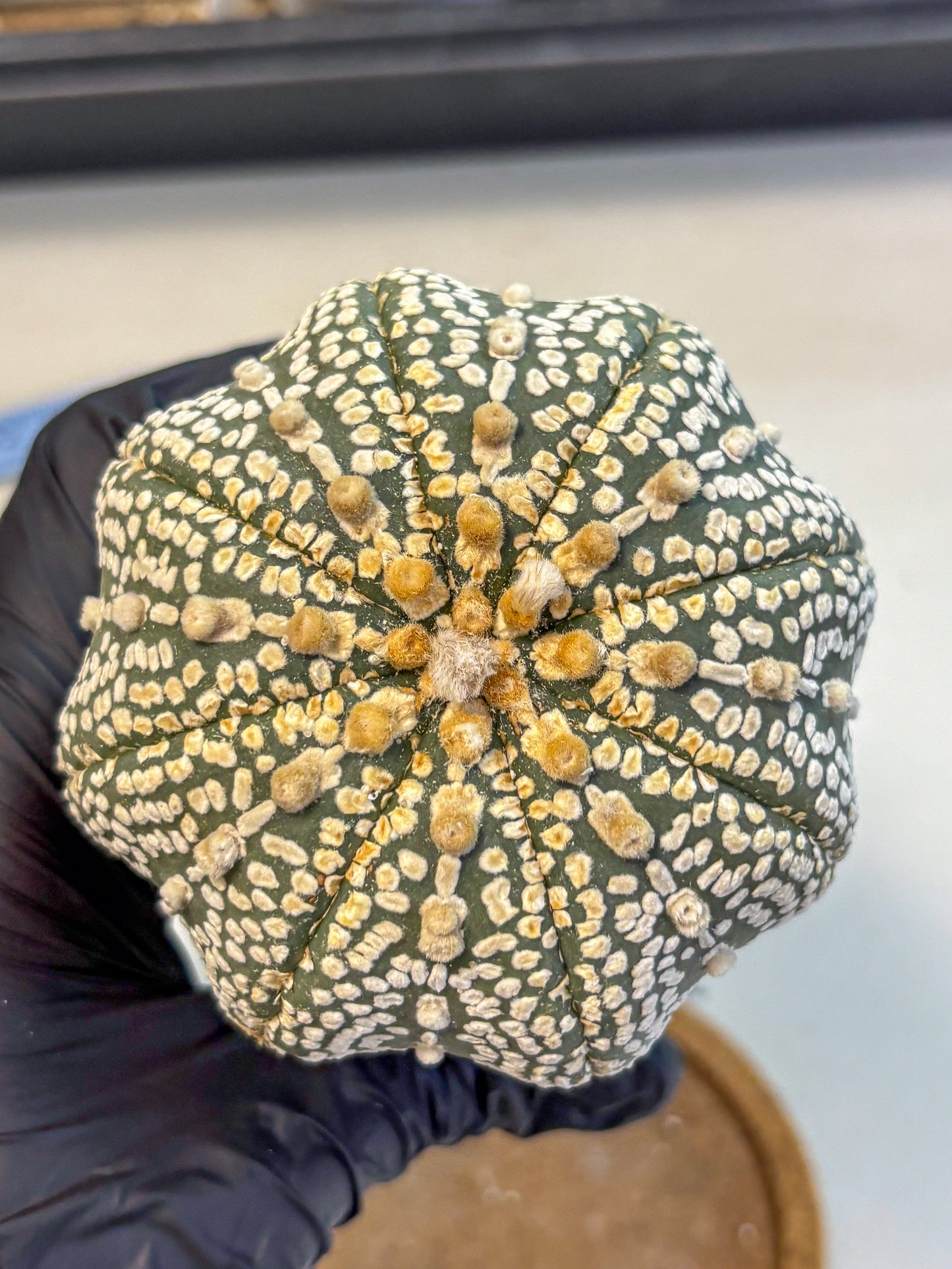 Astrophytum Super Kabuto (at10) (17) | sand dollar cactus