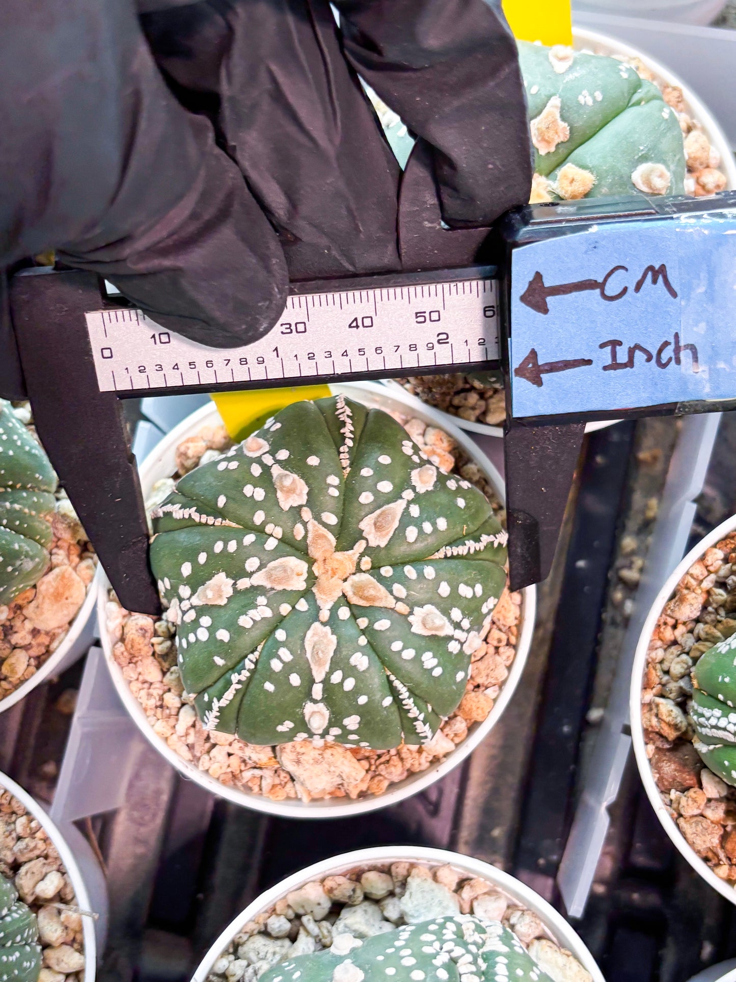 Astrophytum 5-Rib (T11) (g2) | Imported From Taiwan