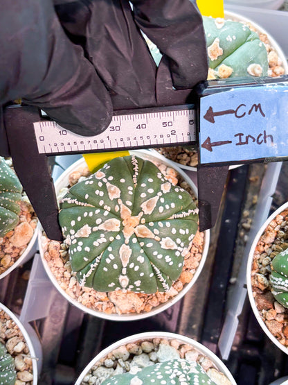 Astrophytum 5-Rib (T11) (g2) | Imported From Taiwan