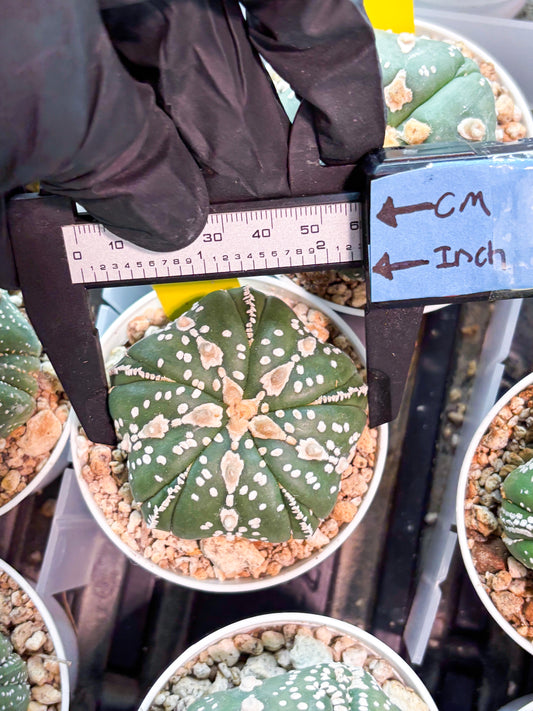 Astrophytum 5-Rib (T11) (g2) | Imported From Taiwan
