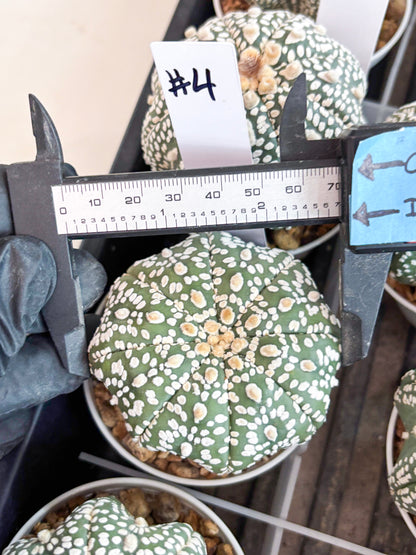 Astrophytum Super Kabuto (t7) (p4) | Imported Plants | 3" Pot