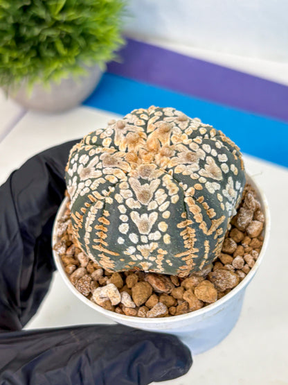 Astrophytum Fukuryu (at8) (16) | Rare Plant | Succulent Cactus