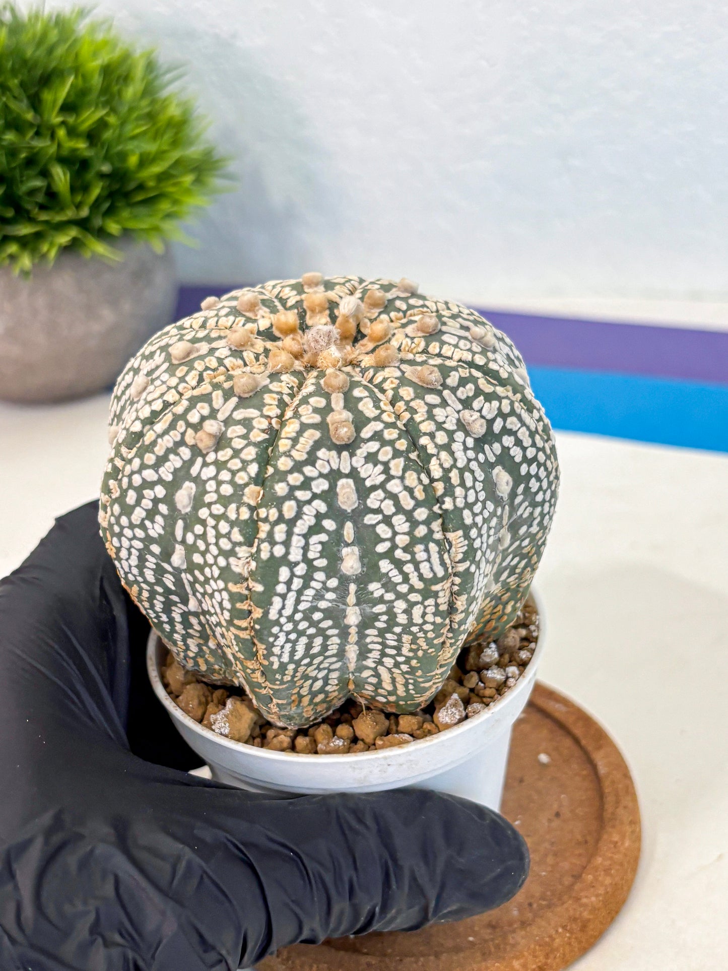 Astrophytum Super Kabuto (at10) (17) | sand dollar cactus