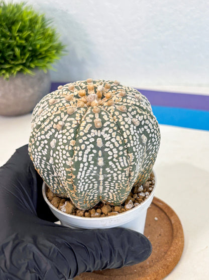 Astrophytum Super Kabuto (at10) (17) | sand dollar cactus