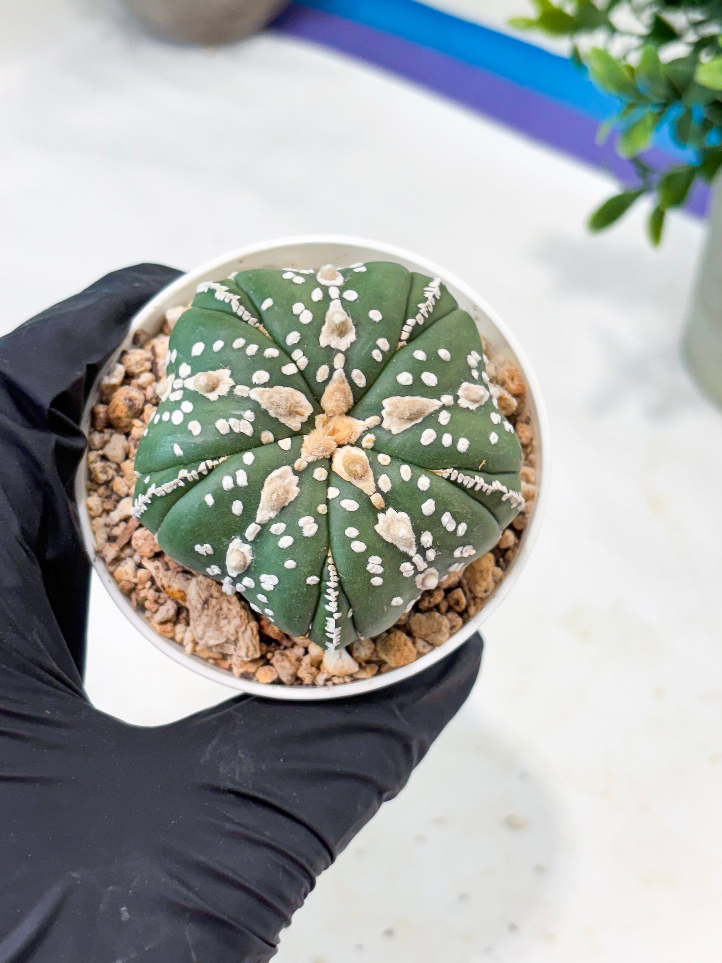 Astrophytum 5-Rib (T11) (g2) | Imported From Taiwan