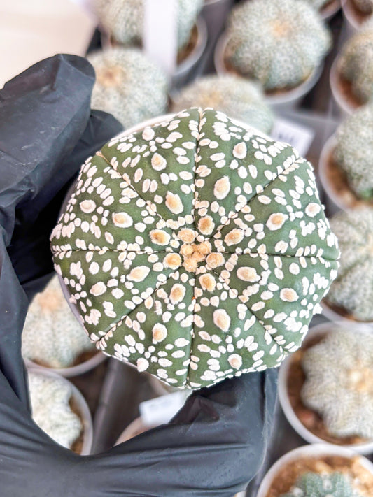 Astrophytum Super Kabuto (t7) (p4) | Imported Plants | 3" Pot