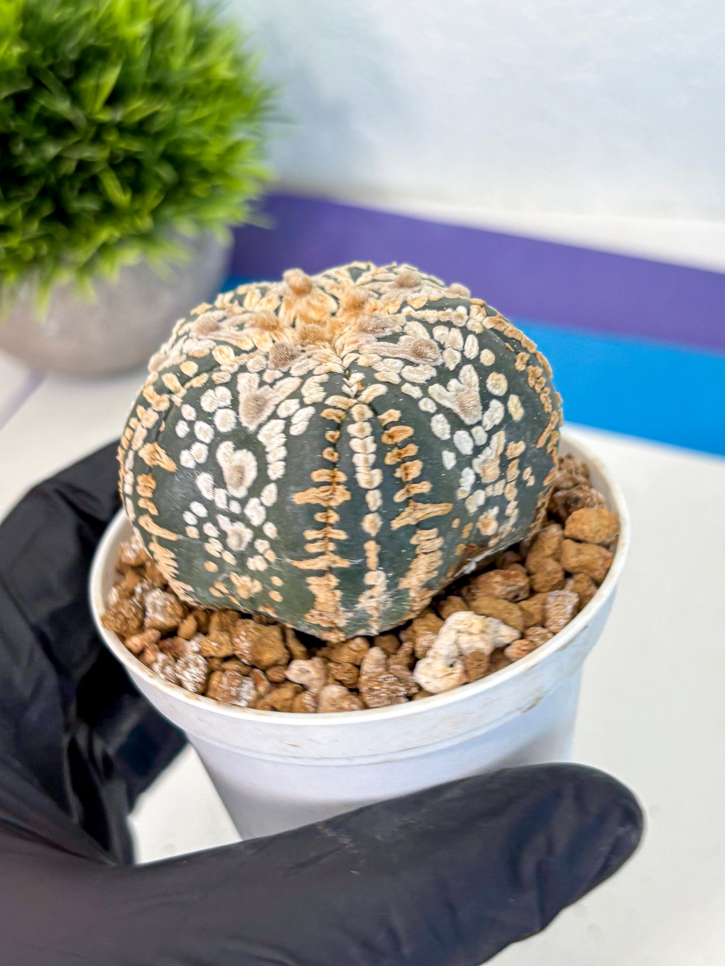 Astrophytum Fukuryu (at8) (16) | Rare Plant | Succulent Cactus