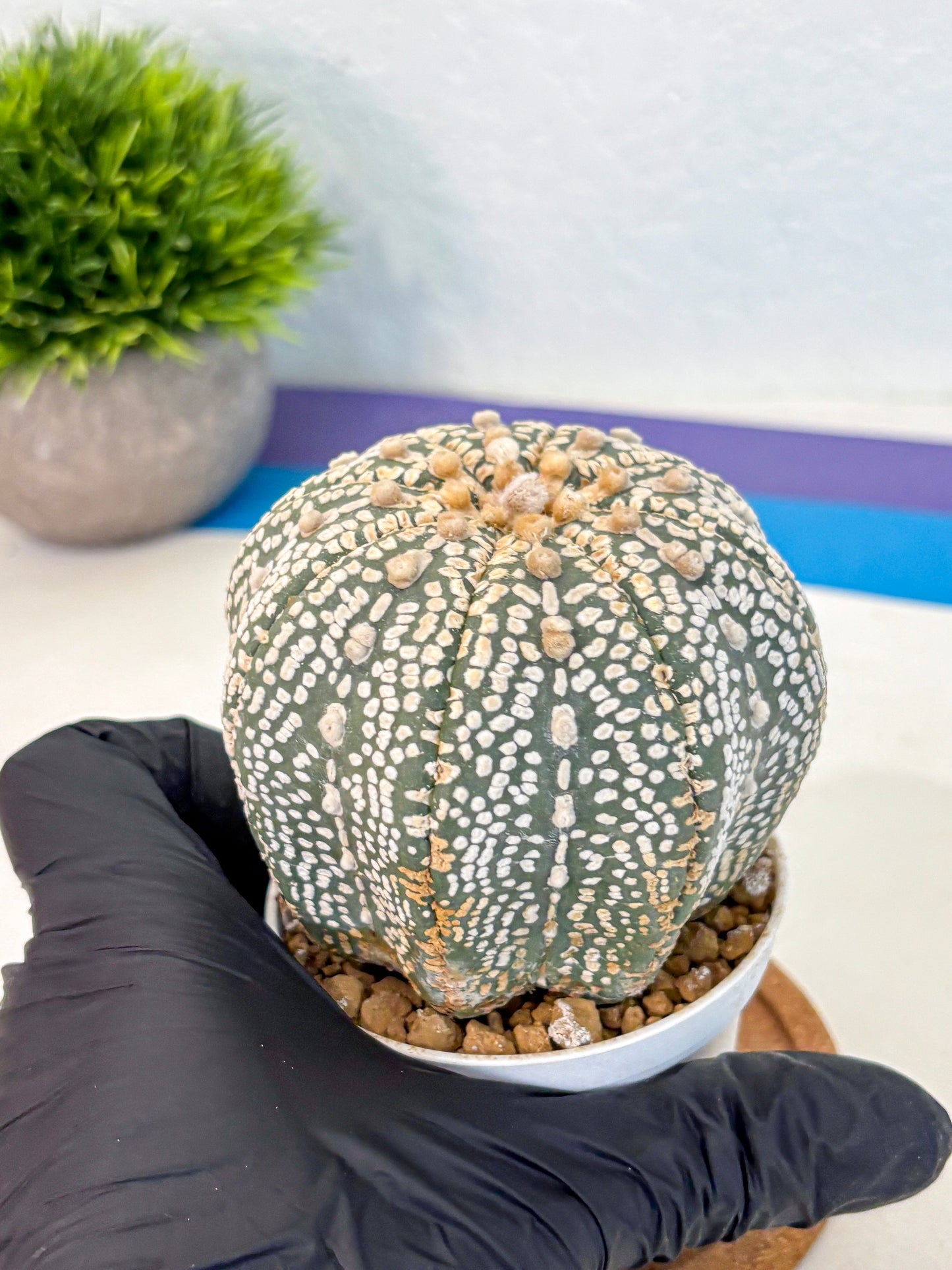Astrophytum Super Kabuto (at10) (17) | sand dollar cactus