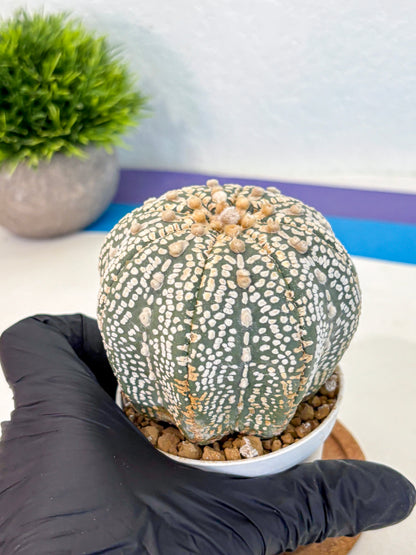 Astrophytum Super Kabuto (at10) (17) | sand dollar cactus
