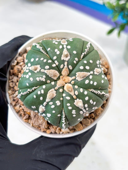 Astrophytum 5-Rib (T11) (g2) | Imported From Taiwan