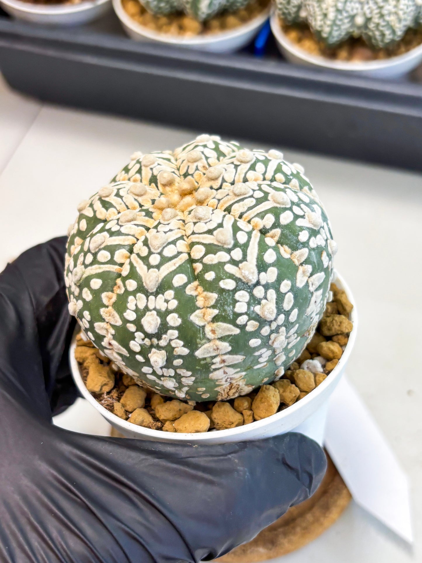 Astrophytum V-Type (at4) (r7) | Ship from Nevada