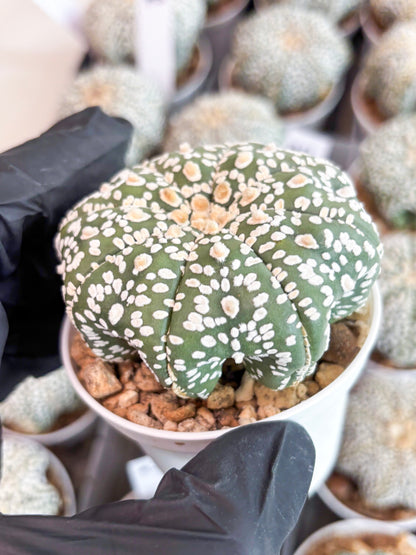 Astrophytum Super Kabuto (t7) (p4) | Imported Plants | 3" Pot