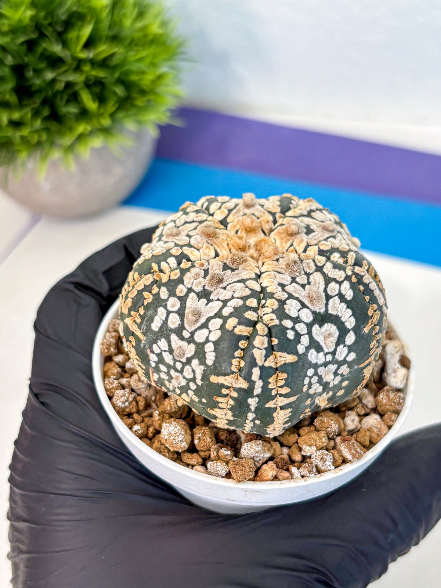 Astrophytum Fukuryu (at8) (16) | Rare Plant | Succulent Cactus