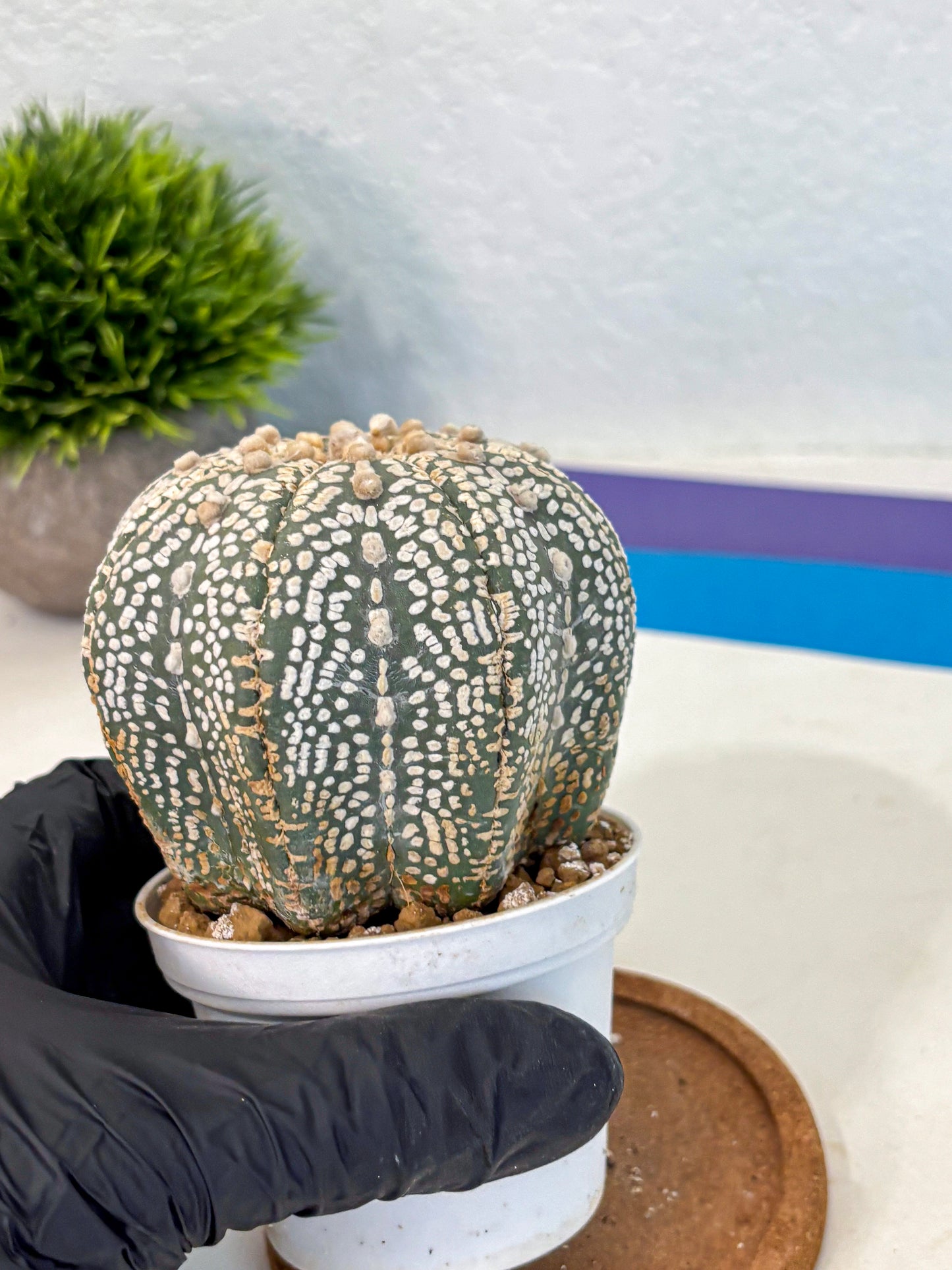 Astrophytum Super Kabuto (at10) (17) | sand dollar cactus