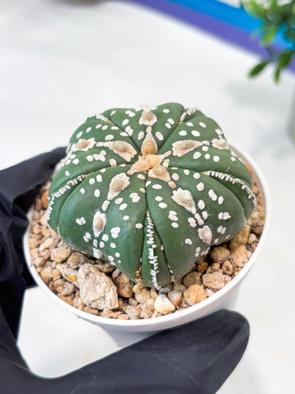 Astrophytum 5-Rib (T11) (g2) | Imported From Taiwan