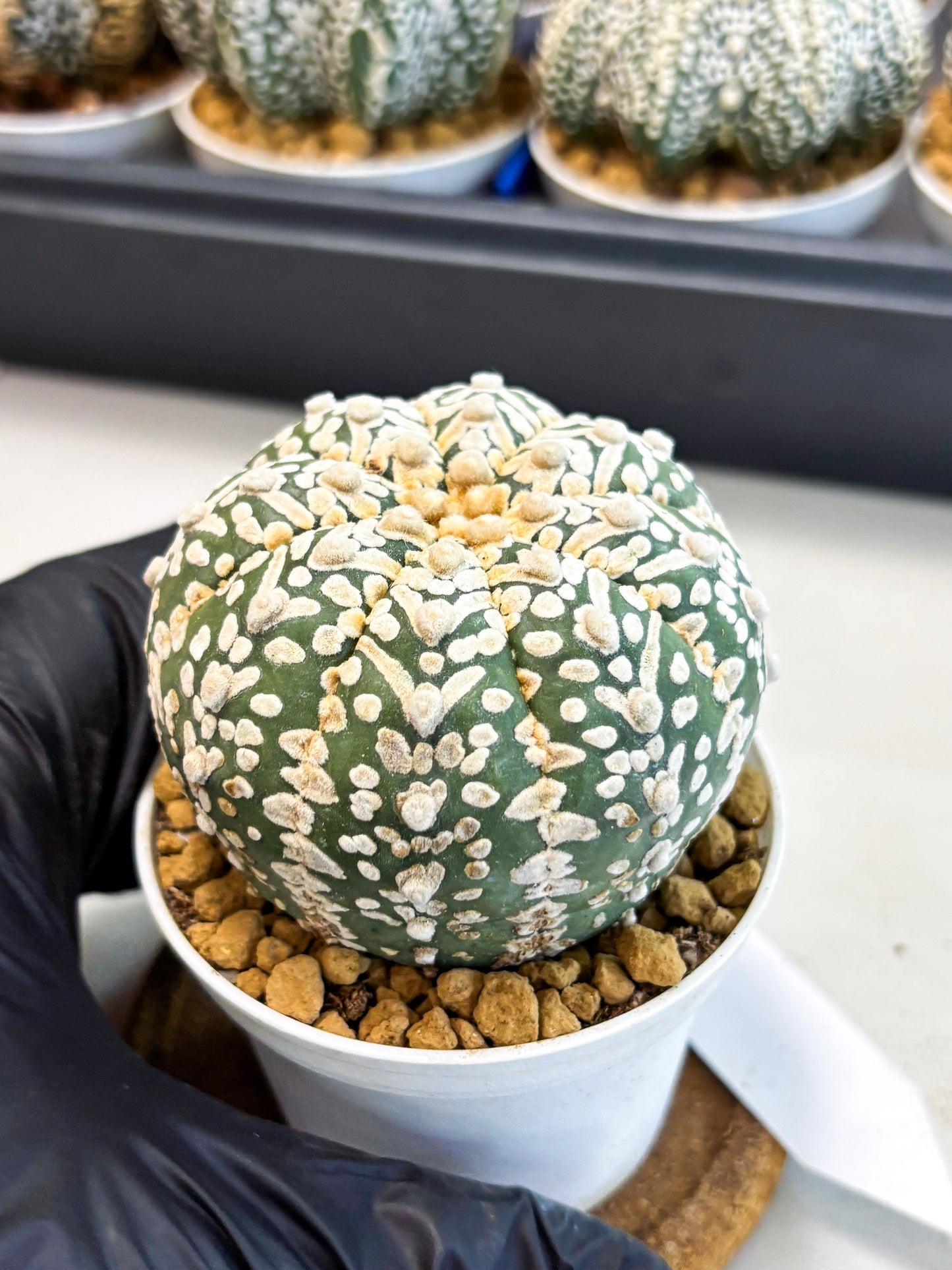 Astrophytum V-Type (at4) (r7) | Ship from Nevada