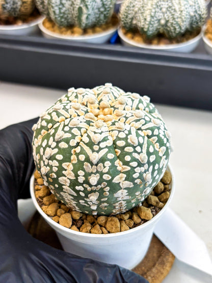 Astrophytum V-Type (at4) (r7) | Ship from Nevada