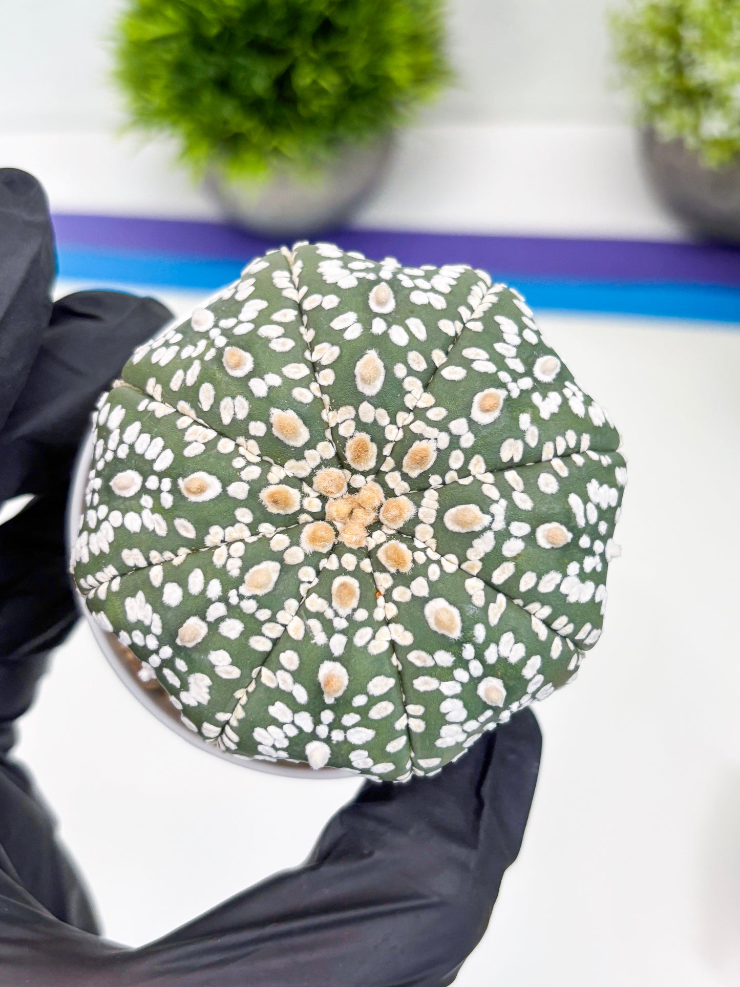 Astrophytum Super Kabuto (t7) (p4) | Imported Plants | 3" Pot