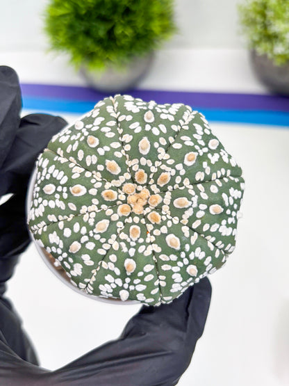 Astrophytum Super Kabuto (t7) (p4) | Imported Plants | 3" Pot