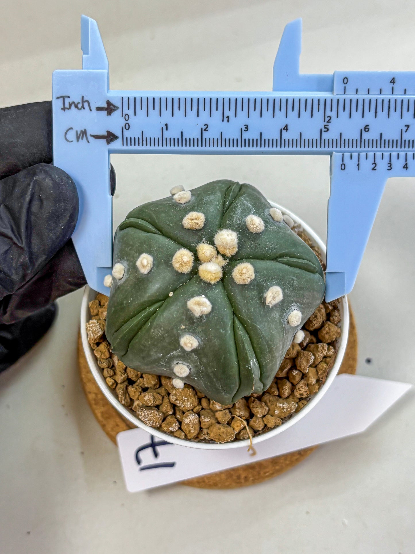 Astrophytum Fukuryu (at8) (17) | Rare Plant | Succulent Cactus
