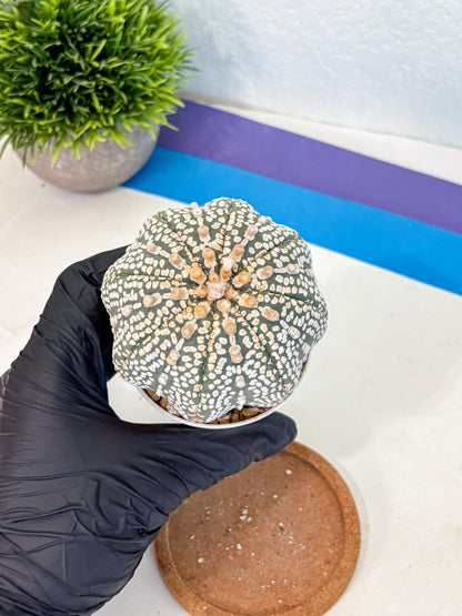 Astrophytum Super Kabuto (at10) (17) | sand dollar cactus