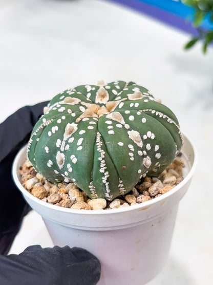 Astrophytum 5-Rib (T11) (g2) | Imported From Taiwan