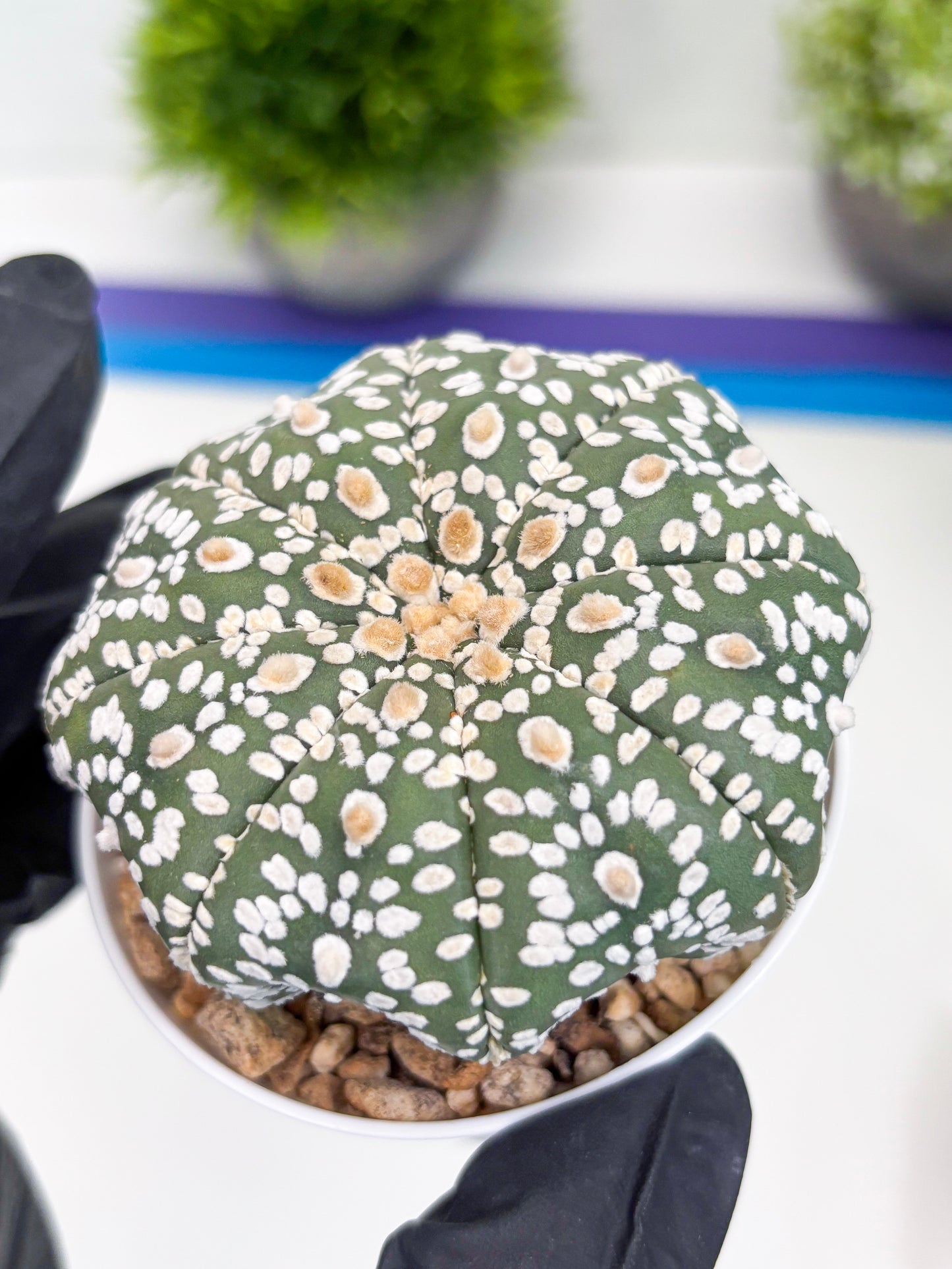 Astrophytum Super Kabuto (t7) (p4) | Imported Plants | 3" Pot