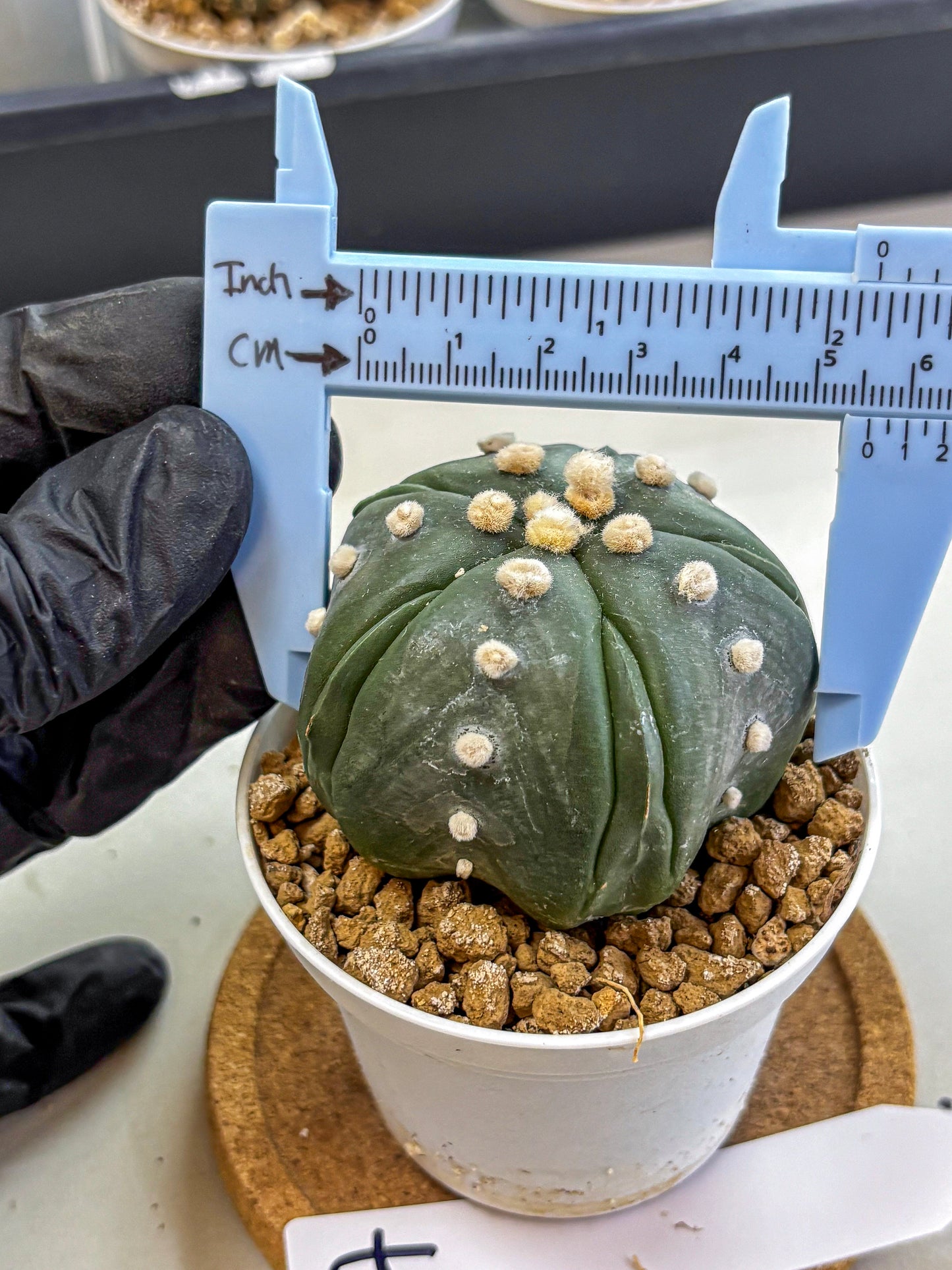 Astrophytum Fukuryu (at8) (17) | Rare Plant | Succulent Cactus